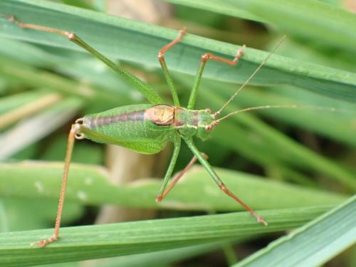 Leptophyes punctatissima